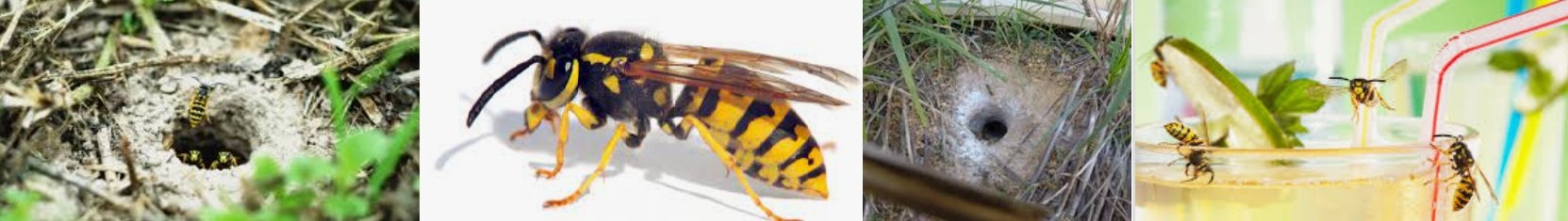 Wasp.jpg