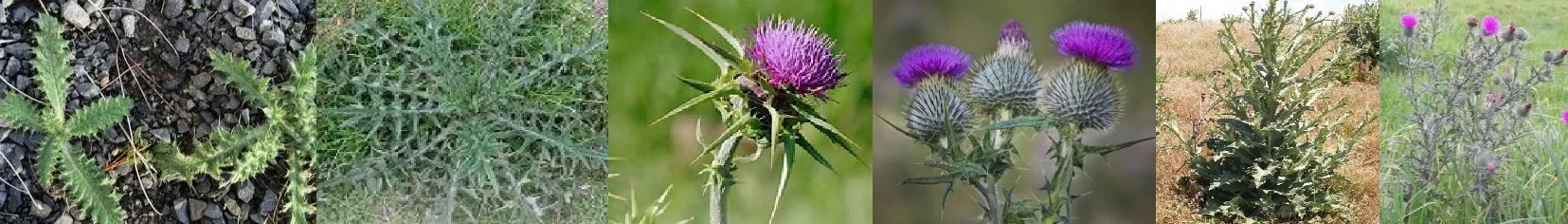 ScotchThistle.jpg