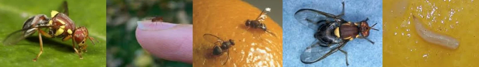 FruitFlyBanner.jpg