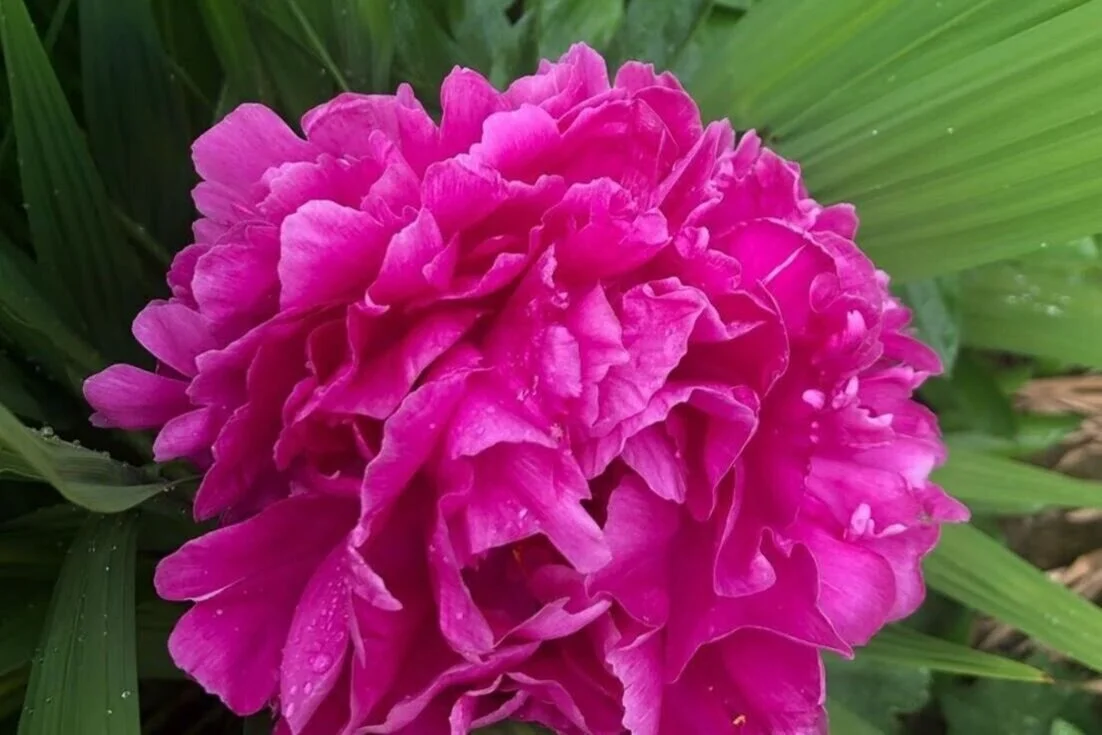 Pink+flower+from+brooklawn+garden