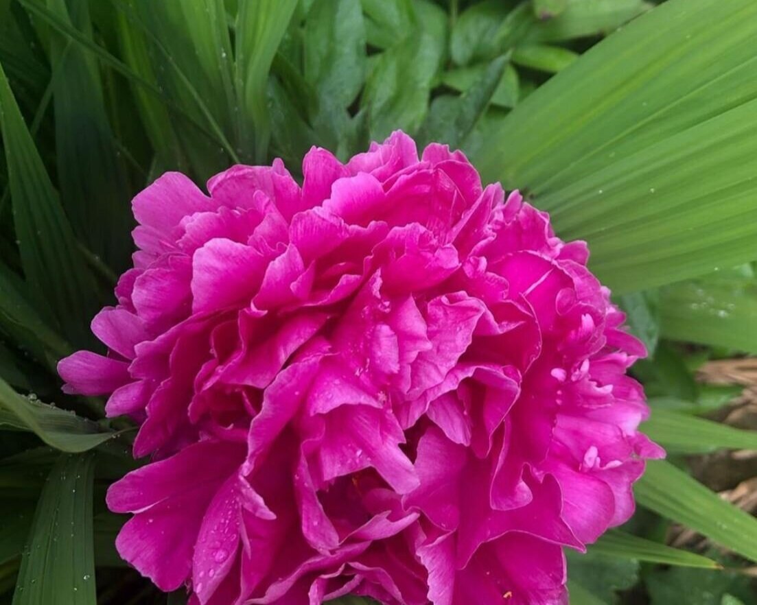 Garden+1.jpg
