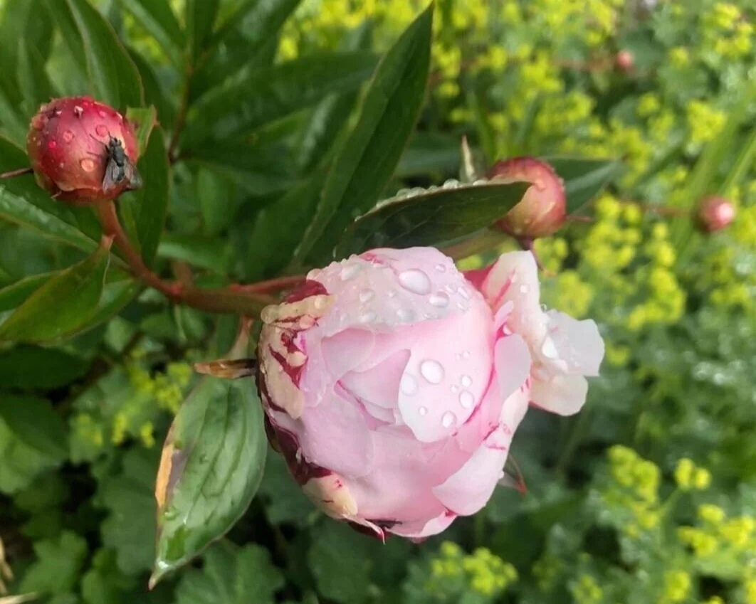 Garden+4.jpg