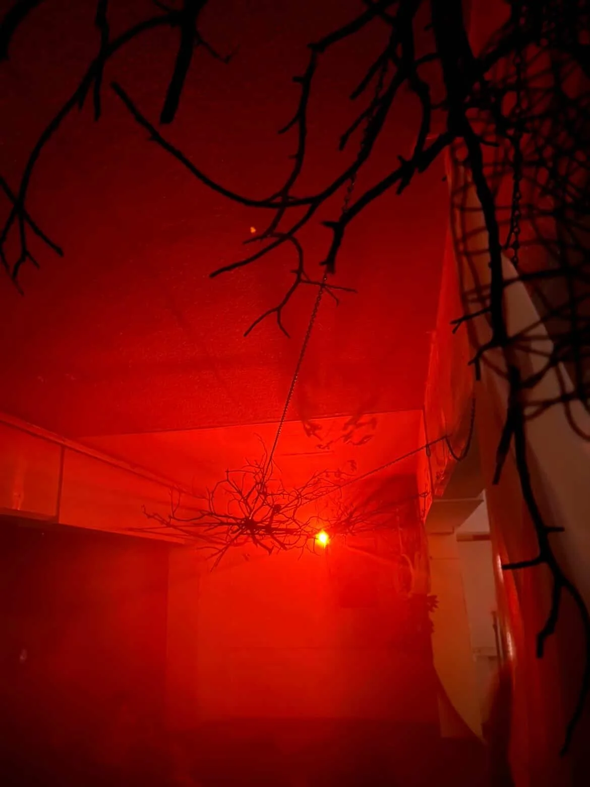 A Halloween decoration featuring black spider webs and plastic spiders hanging from the ceiling illuminated by a red light.