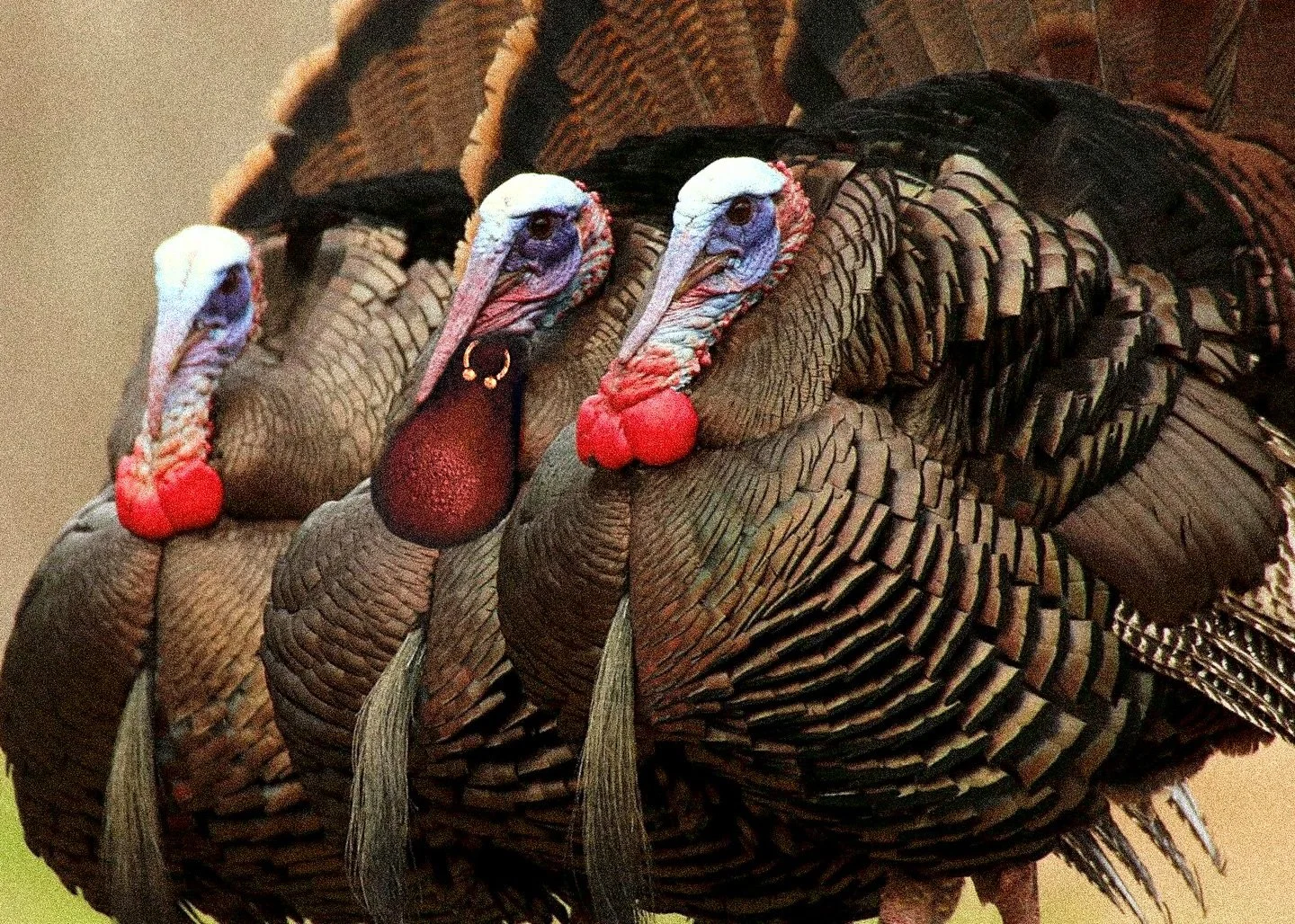 📣 Heads up! 🦃 

Supernatural will be closed November 27th and 28th, then we&rsquo;ll be back to helping you be the coolest turkey in your flock. 

Fresh piercing by Clay! 

#legitbodyjewelry #safepiercing #implantgrade