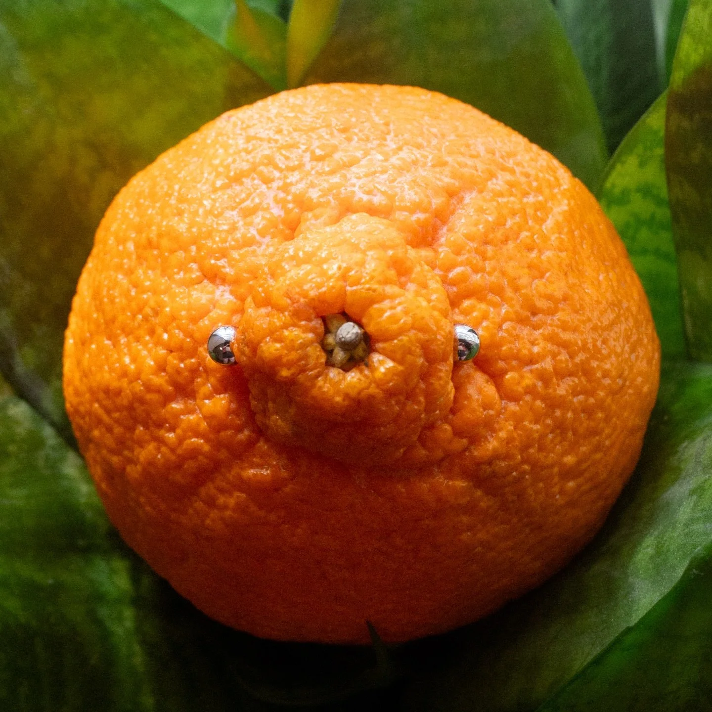 Nipple piercings can be a little zesty, but they&rsquo;re so worth it! 

Orange-piercing by @caseyvnichols 

#safepiercing #nipplepiercing #fruit #orange #kcmo