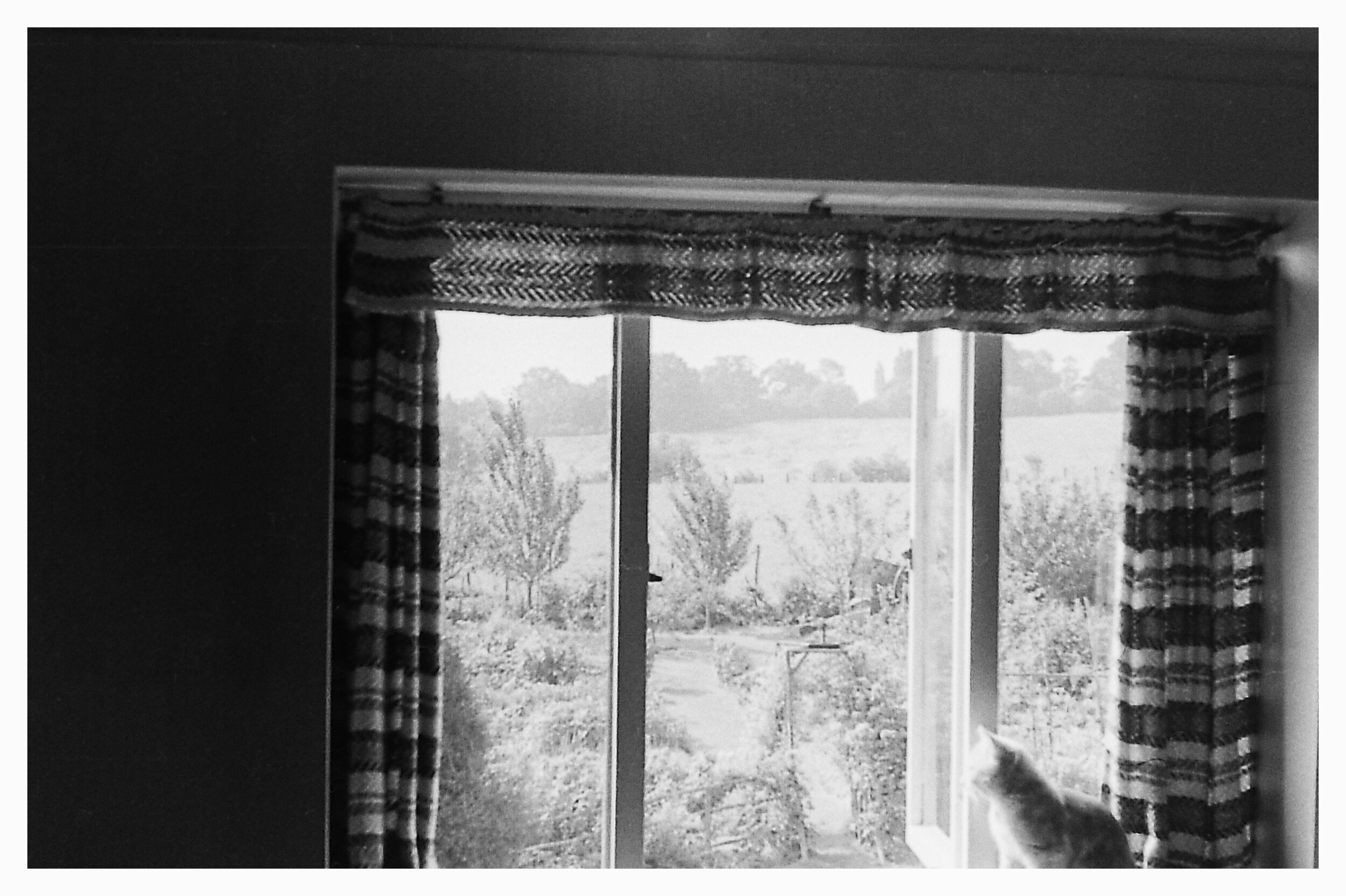 Cat in the window.jpg