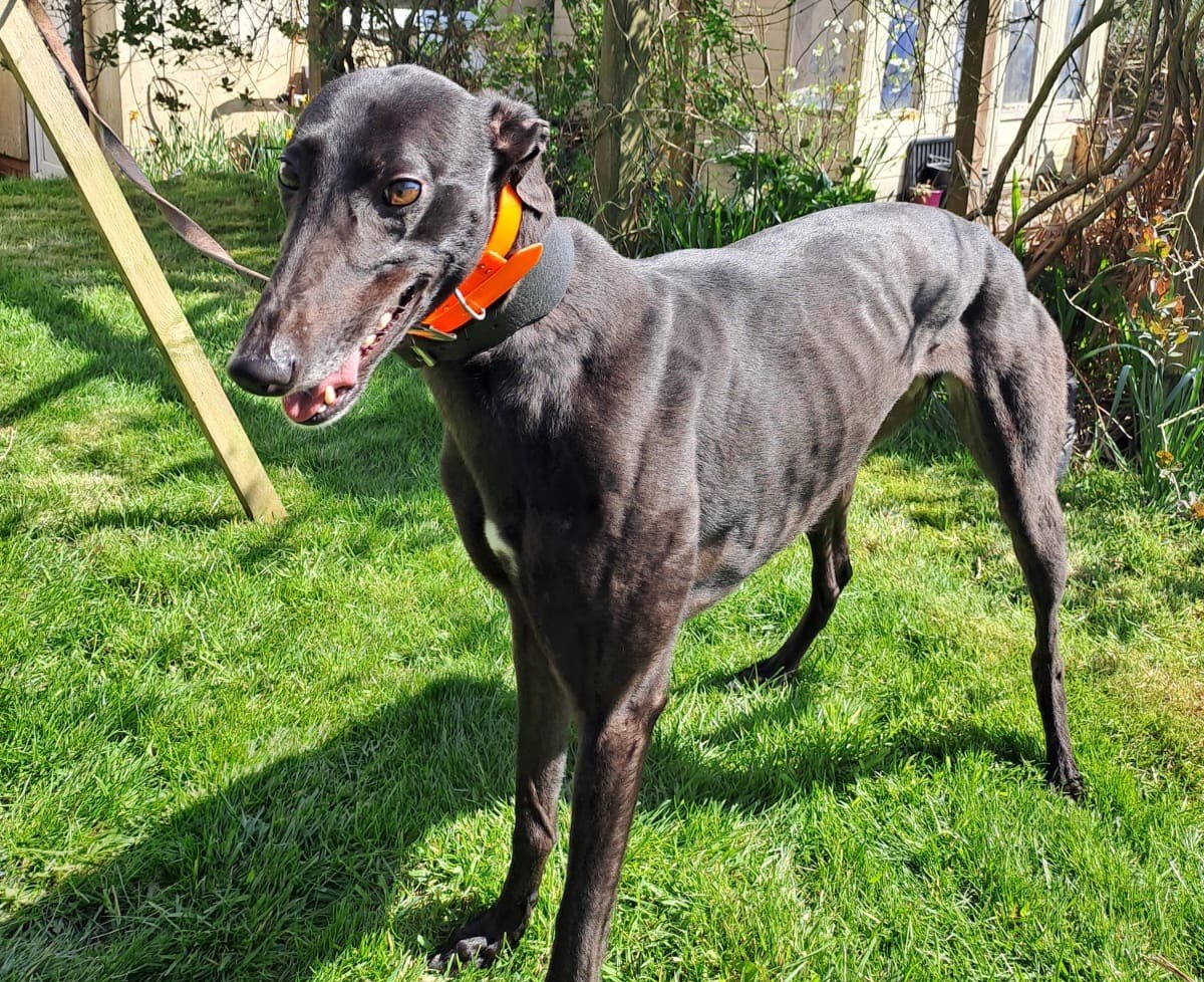 ARRIVING SOON . . . RUBY (Wingates Ruby) was born in August 2022. Weighing 27.5 kg she's waiting to be spayed, is inoculated, microchipped, and we've been told she's a very friendly girl with a nice nature, walks nicely on the lead and is fine in a
