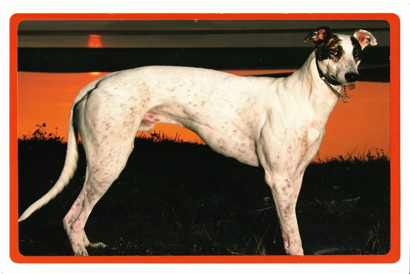 C0029_blank_greyhound_card.jpg