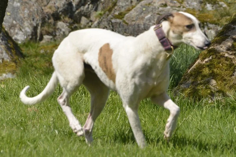 LOUIS  (Goodbye Mr Blue is a white and brindle male born on the 8th November 2020.  He weighs 31.10 kg, is house trained, neutered, inoculated, and microchipped.  Louis has a lovely nature, but can be a little shy till he gets to know you, was used t