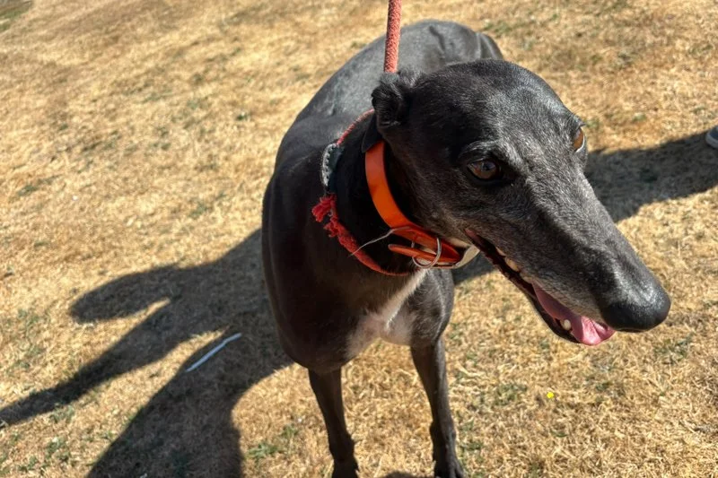 HOMED . . .  JOYCE (Choices Express) was born on the 1st March 2022, weighs 28kg., is spayed, inoculated and microchipped.  She has a toe missing on her back foot, and we've been told she walks nicely on the lead, is okay with other breeds of dogs, a