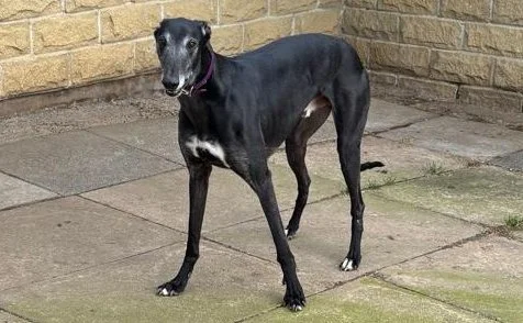 ARRIVING SOON . . . RONNIE (Dingys Ronaldo) was born on the 14th February 2020, is a black male who weighs 36 kg., and travels well in a car.