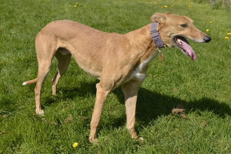 HOMED . . . BOWIE now BENNY (Honour Bowie) is a fawn male born on the 5th November 2018.  Weighing 35.10 kg, he's lived in a home with children for over a year when he was returned to the trainer's kennel through no fault of his own.  Bowie walks nic