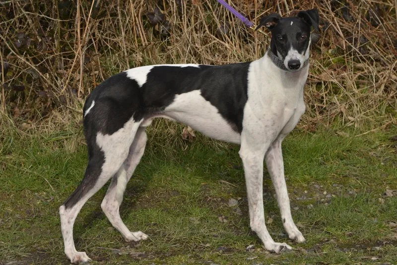 JACK (Burgoyne Panda) was born in July 2021, and been here since September 2025.  He's a lovely lad who is house trained, neutered, inoculated, microchipped, travels well in a car, and walks well on the lead, is getting used to other breeds being aro