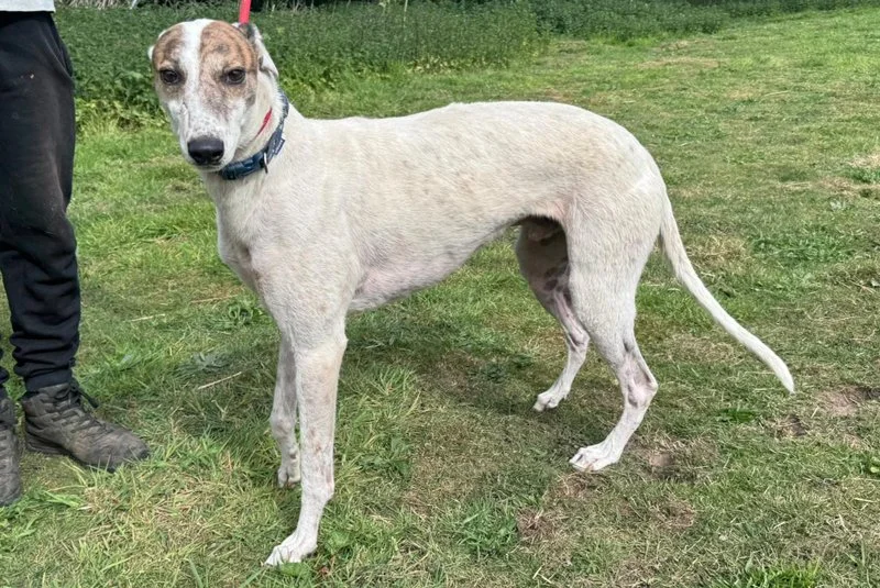 ARRIVING SOON . . . SHERLOCK (Honour Sherlock) was born in July 2019, weighs 34.5kg, is neutered, inoculated, microchipped, travels well in a car, is coming from a kennel where feral cats wander around, and retired from racing because of his age.