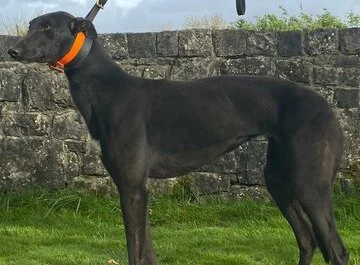 LILY (Bling Bling Lady) was born May 2020, weighs 30.60kg., is house trained, spayed,  inoculated, microchipped, has a lovely nature, walks nicely on a lead, travels well in a car, and from what we've seen so far she's okay with other breeds of dogs.