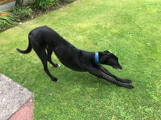 From racing kennels Boycie quickly adapted to living in a home. From day one he was a playful dog who would happily entertain himself playing with toys in the garden
