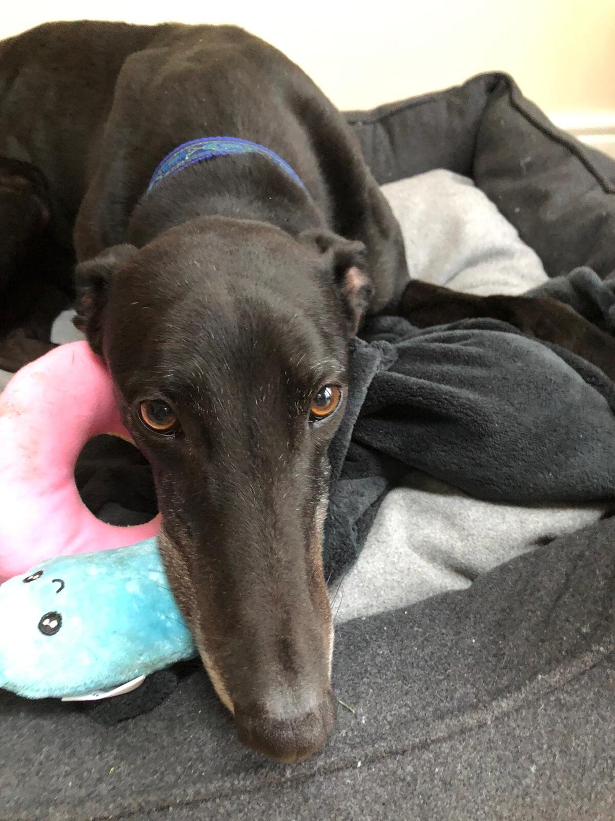 21st August 2020 . . . . . Boycie fell awkwardly and badly hurt his front leg this evening playing with his toys in the garden.