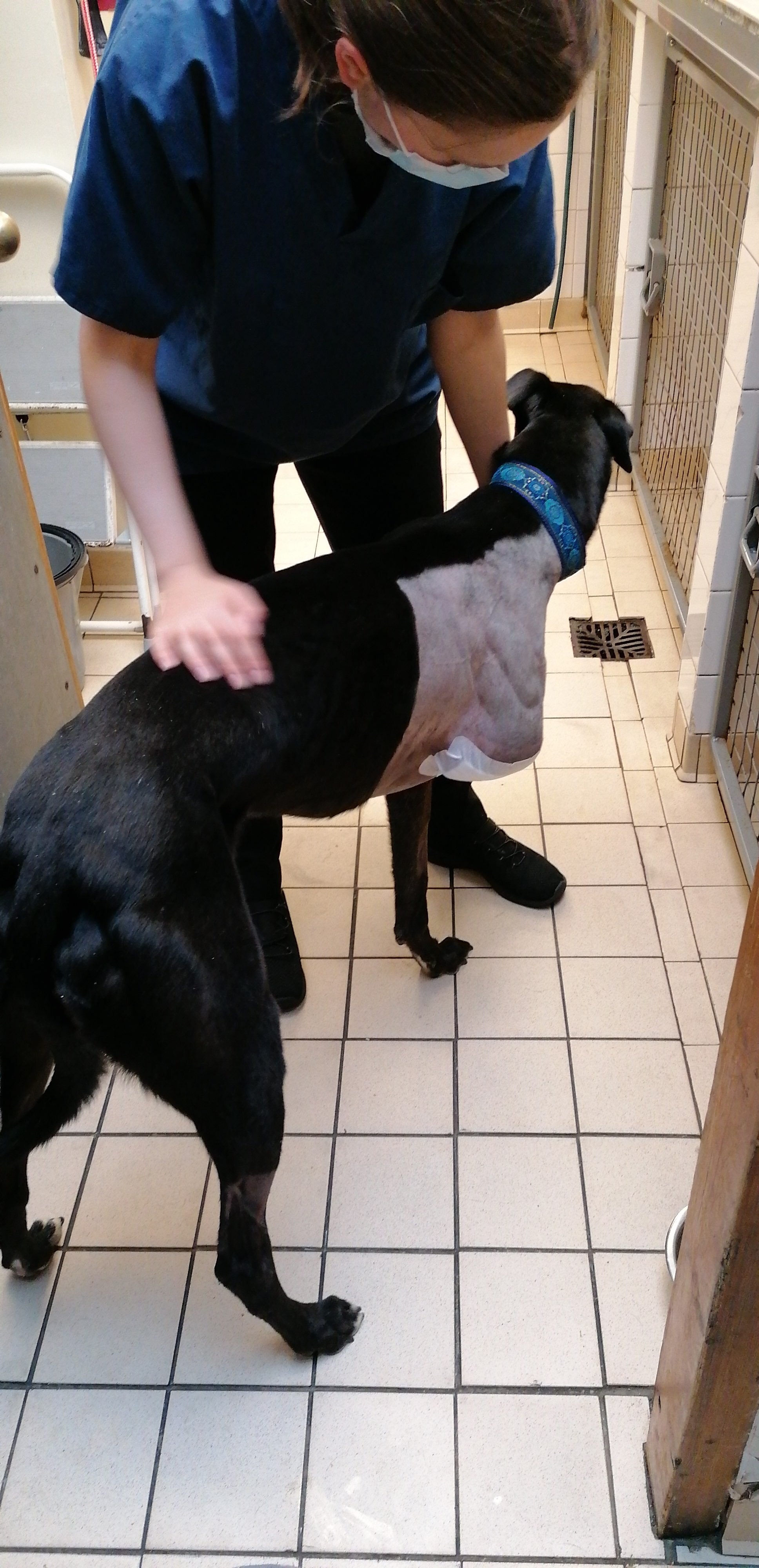 25th August 2020 . . . . In less than 24 hours after his leg was amputated he was up and moving around. A bit wobbly and needing support but he was wanting to move around. What a brave boy he is.
