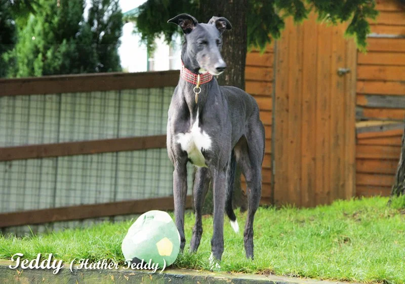 08_august_greyhound_calendar_800.jpg