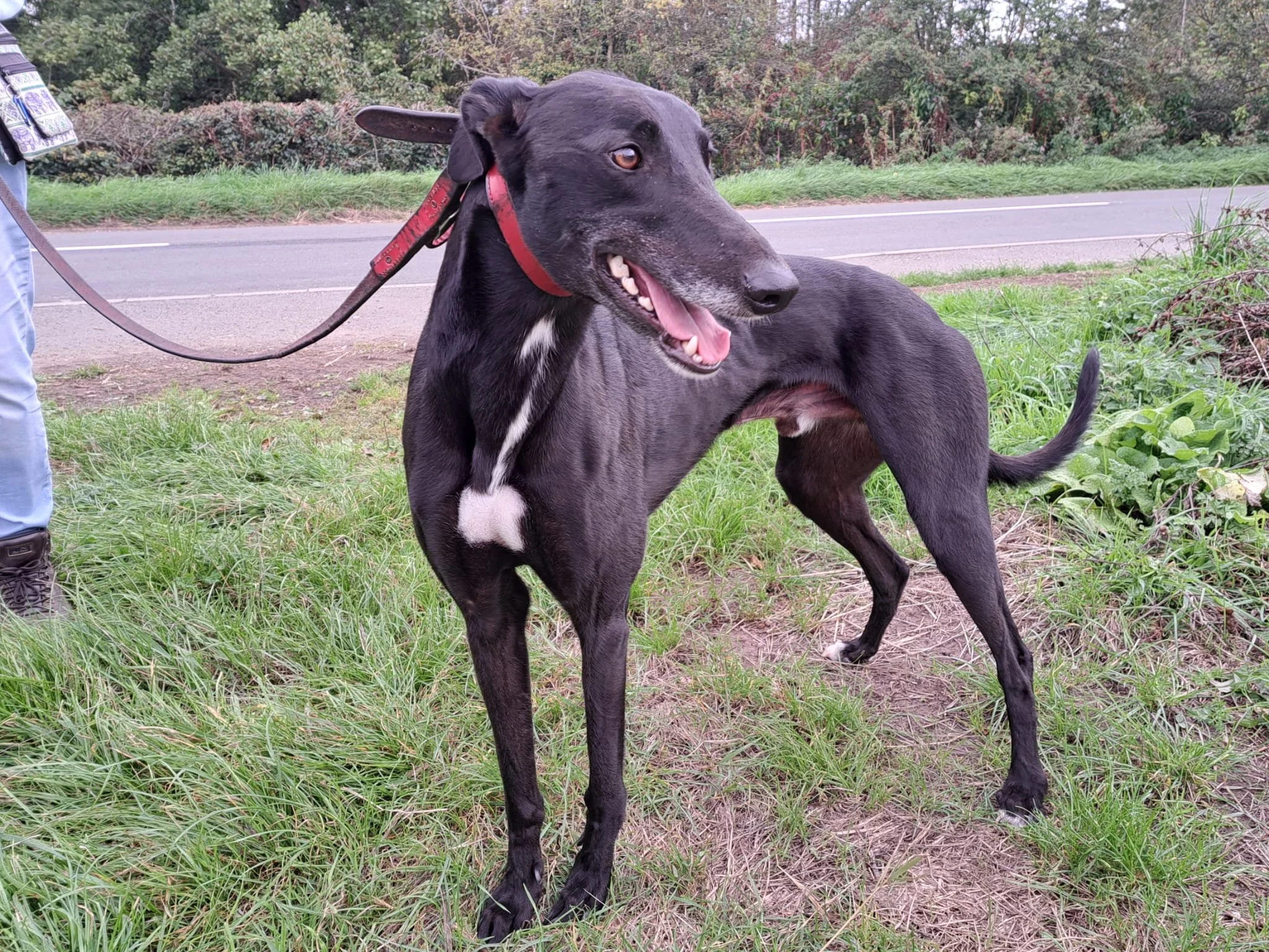 RESERVED . . . ROCKET (Posh Rocket) is a black male with a lovely temperament.  Born November 2023, weighs 33.00kg, is neutered, inoculated, microchipped and travels well in a car.  We've been told he's one of the loveliest dogs in the kennels, is a 