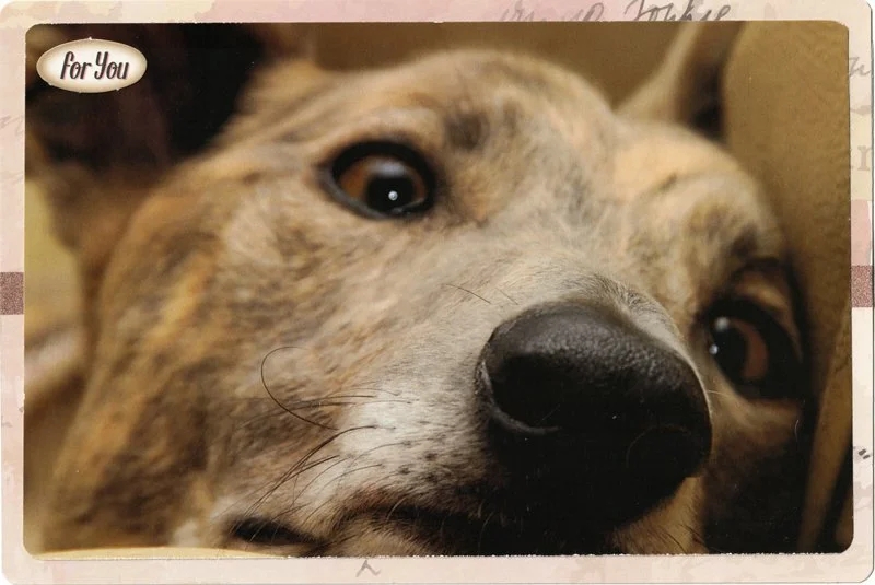 C0029_for_you_greyhound_card.jpg