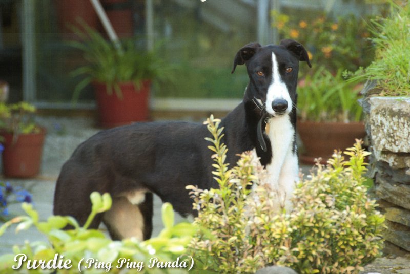 Purdie (Ping Ping Panda) 2026 Greyhound Calendar