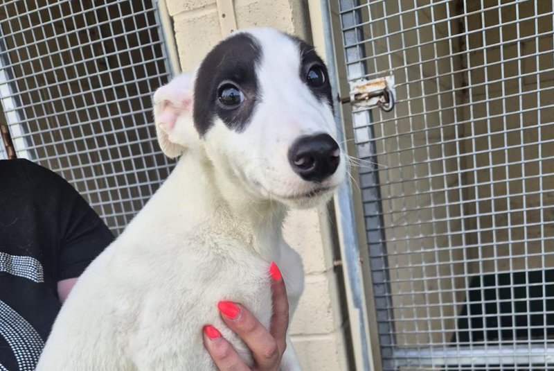 HOMED . . . BANDIT - Born on the 27th March 2026 he was one of 2 males born in an accidental mating.  As a result, although a pedigree greyhound he can't be earmarked or given a racing name.  Anyone taking him on must realise they are starting his tr