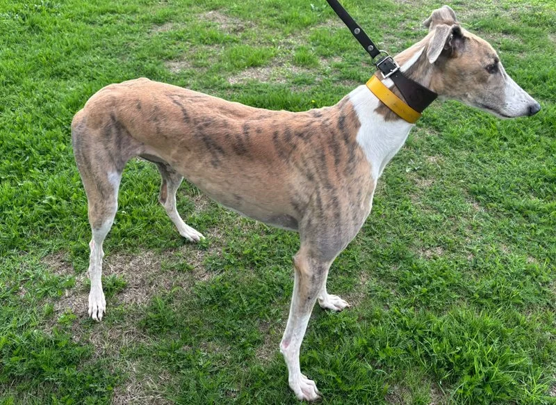 RESERVED . . . ROSIE (Wraysbury Band) is a lovely female born on the 8th January 2022 and weighs about 27kg.  She's house trained, spayed, inoculated, microchipped and travels well in a car.