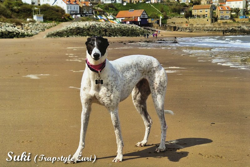 Suki (Trapstyle Zuri) 2026 Greyhound Calendar