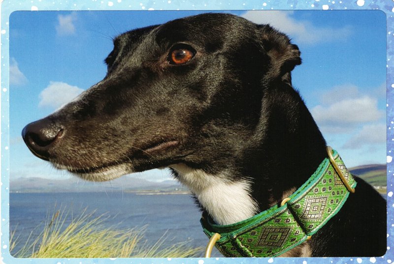 C0145_black_greyhound _card.jpg