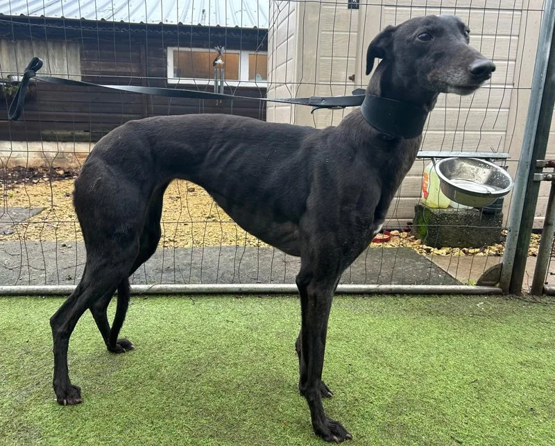 MYA (Tickity Mya) was born on the 18th October 2019, weighs 24.3 kg., inoculated, microchipped, and spayed. Mya's a sweet girl with a beautiful temperament, lovely to walk, fine with children and other breeds of dogs, travels well in a car, but we've