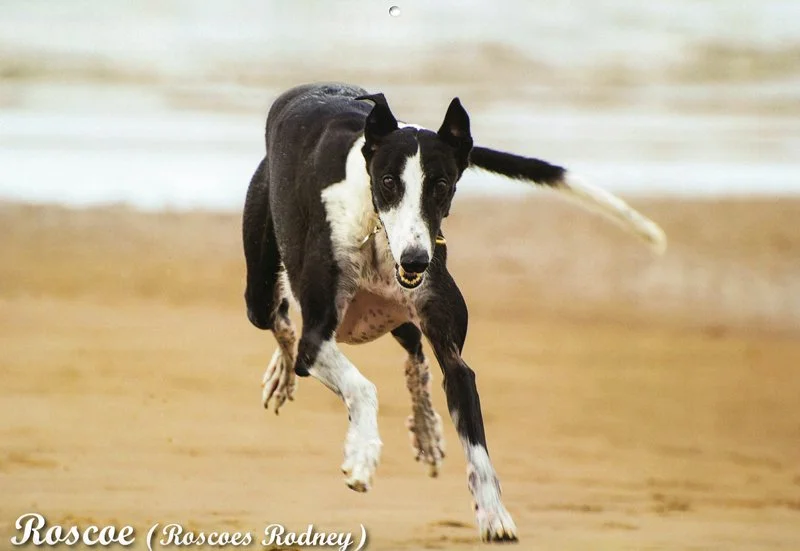 FEBRUARY - ROSCOE (Roscoes Rodney)