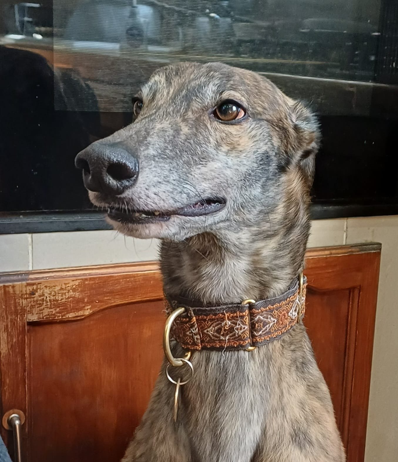 HOMED . . . HERO (Trapstyle Hero) is a brindle male born in June 2021, weighing 34.3kg, neutered, inoculated and microchipped.  We've been told he's a friendly lad who is okay with other breeds of dogs, walks well on a lead and travels well in a car.