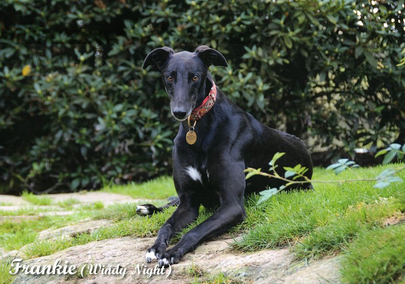02_February_2027_greyhound_calendar_800.jpg