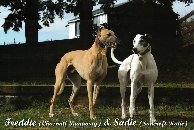 Freddie (Chasmill Runaway) & Sadie (Suncroft Katie) greyhounds