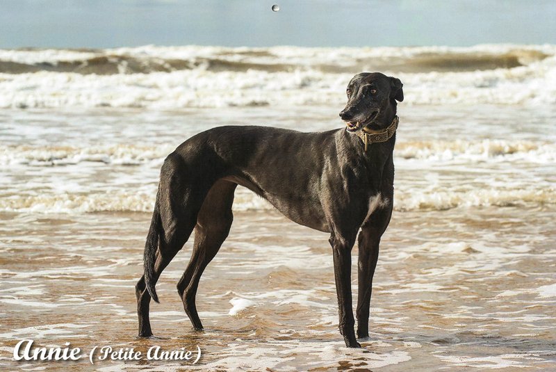Annie (Petite Annie) 2026 Greyhound Calendar