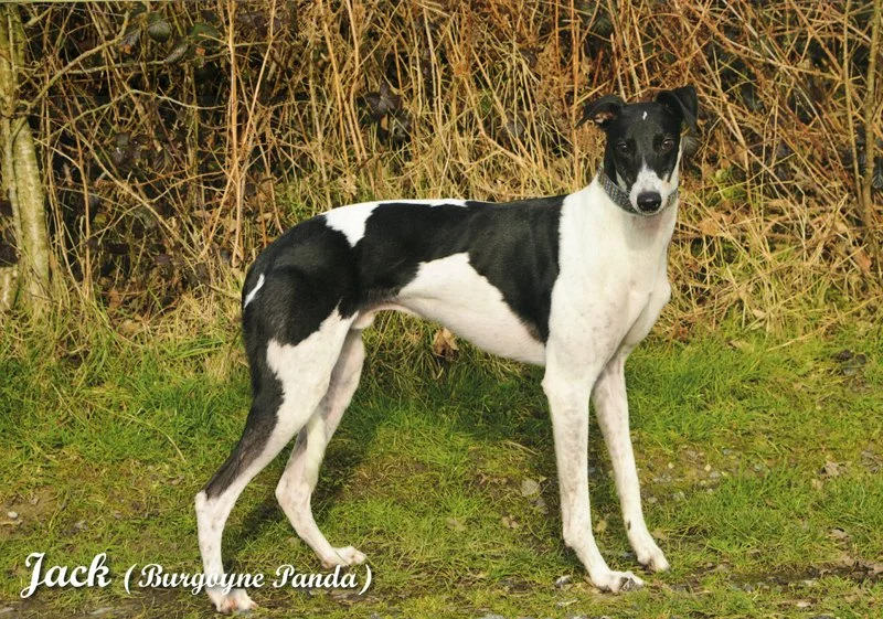 07_july_2027_greyhound_calendar_800.jpg