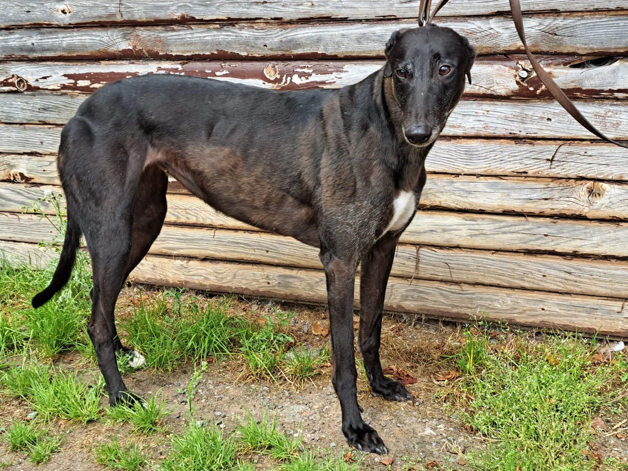 ARRIVING SOON . . . RAEYA (Lazarus Raeya) was born April 2021, weighs 28 kg, is spayed, inoculated and microchipped. We've been told Raeya has a stunning Mohican down her neck, is a sweet girl who walks lovely on the lead, travels well in a car, and