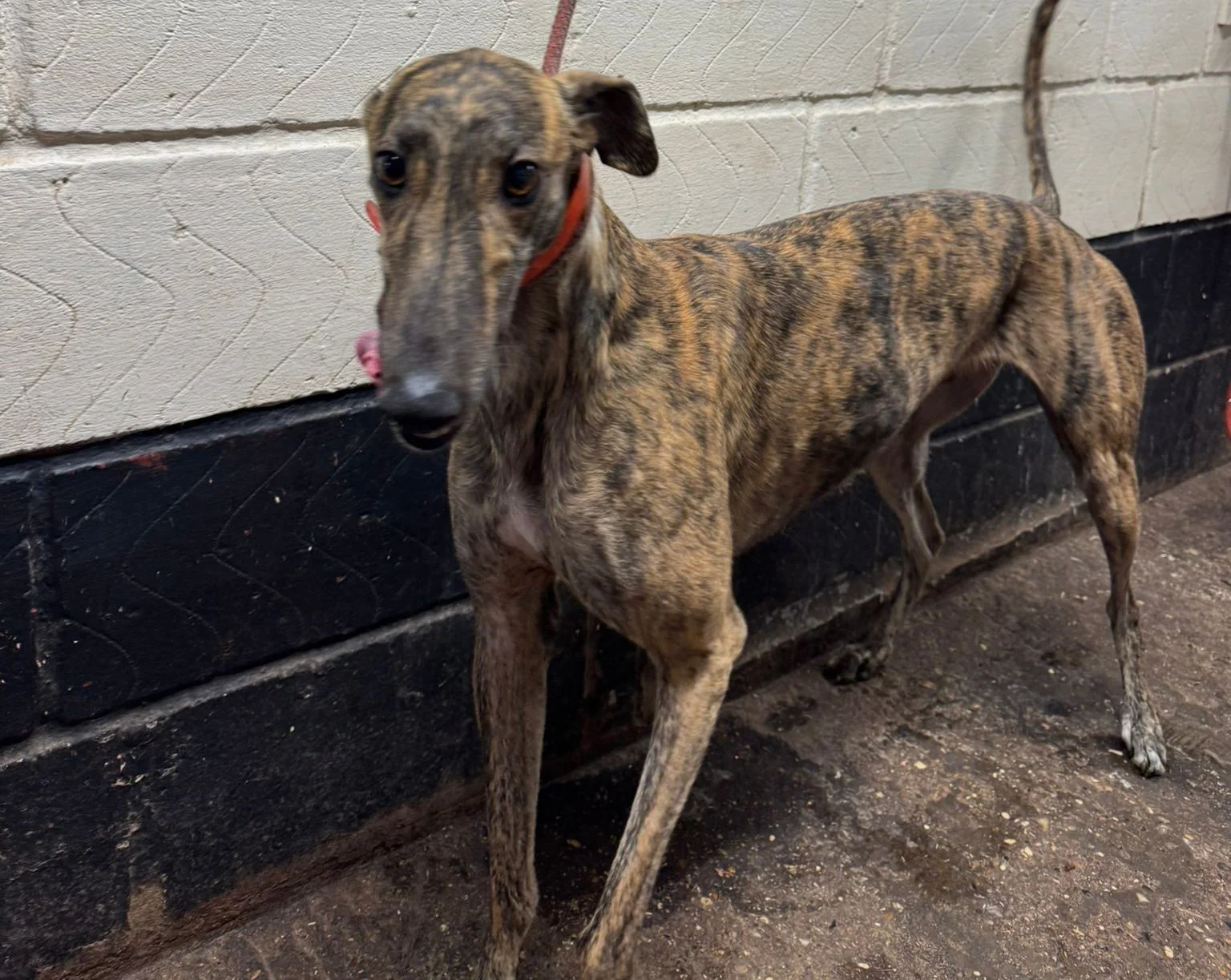 MAC . . . (Trapstyle Jacks) is Sidney's litter brother so born on the 23rd October 2022.  Weighing 29kg he's house trained, neutered, inoculated and microchipped.  From what we've been told he's a lovely temperament, walks nicely on a lead, is okay w