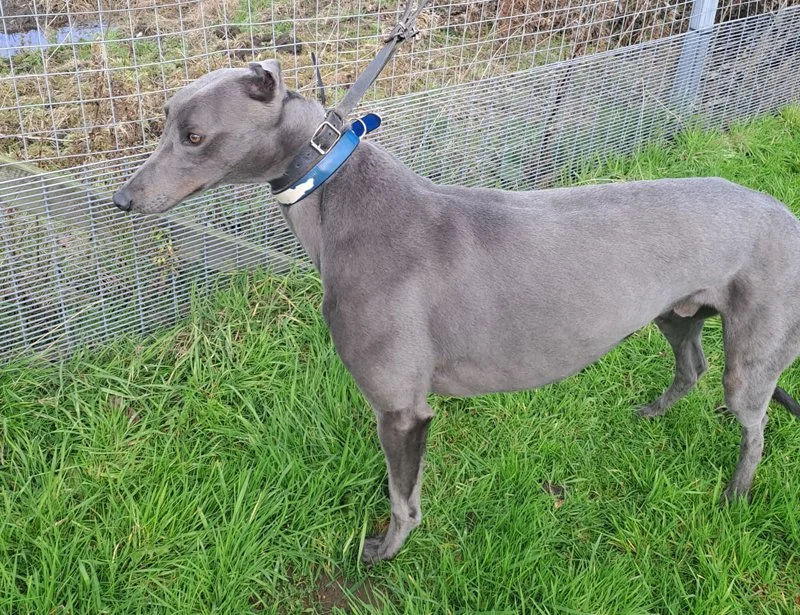 ARRIVING SOON . . . BONO (Moyar Bono) is a blue male who was born November 2022, weighs 36kg.  is neutered, inoculated, and microchipped. We've been told he's a very friendly dog who likes a fuss, walks well on a lead, and travels well in the car.
