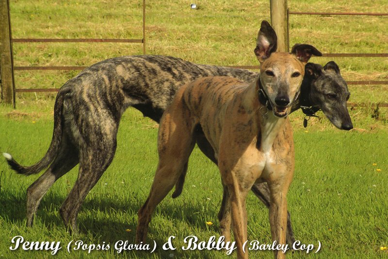 Bobby (Barley Cop) & Penny (Popsis Gloria) Greyhounds
