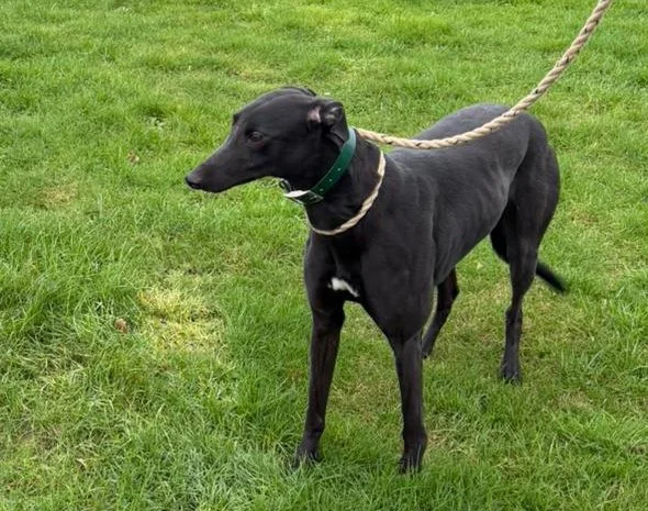 MILLIE . . . (Glengar Camilla) was born in August 2023, weighs 26kg.,  is house trained, spayed, inoculated, microchipped and travels well in a car. She finished her racing career when she sprained her wrist, which the vet says will heal given time. 