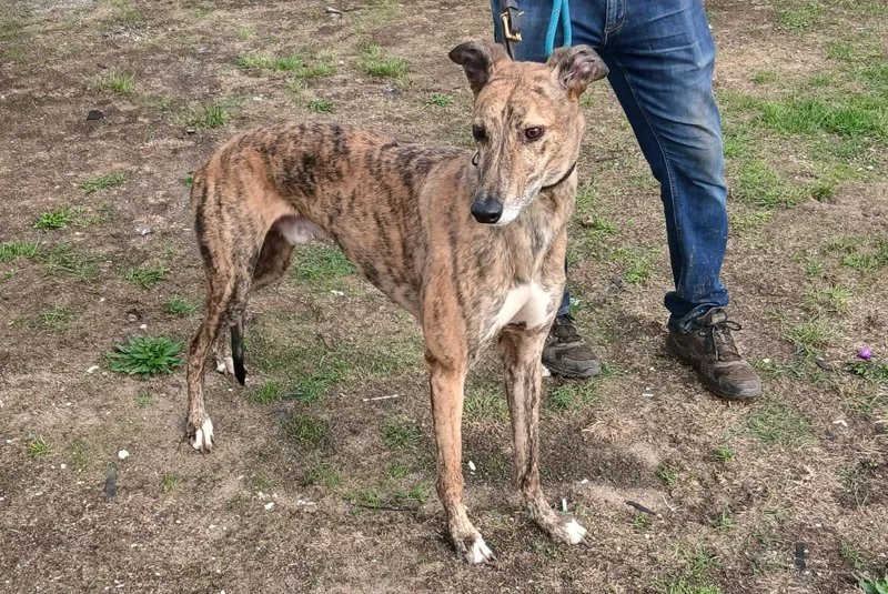 ARRIVING Sunday 27th September (RESERVED) . . . GUS  (Honour Augustus) is a brindle boy born in May 2020, and weighs approximately 33 kg.  He's neutered, inoculated, microchipped, has a gentle nature, walks nicely on the lead and travels well in a ca