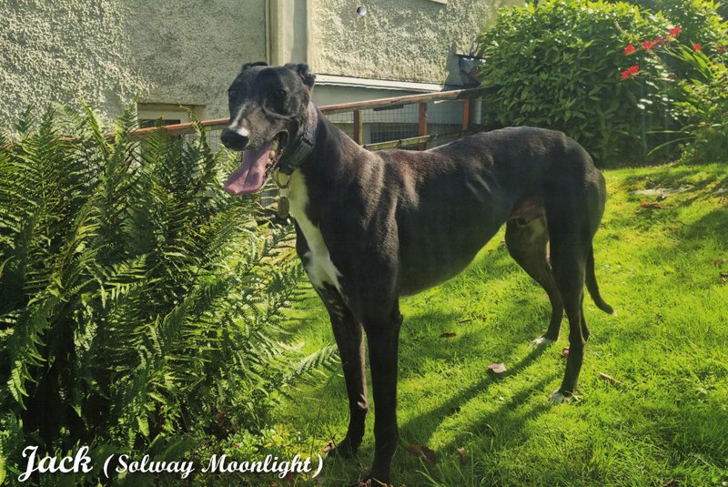 Jack (Solway Moonlight) black greyhound - 2026 calendar