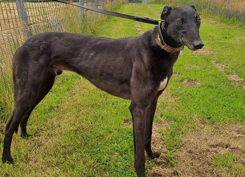 ARRIVING SOON . . . (Moyar Brow) is a black male who was born on the 21st September 2021, and weighs 30kg.  He's neutered, inoculated, microchipped, and we've been told he's a very friendly lad, and travels well in a car.