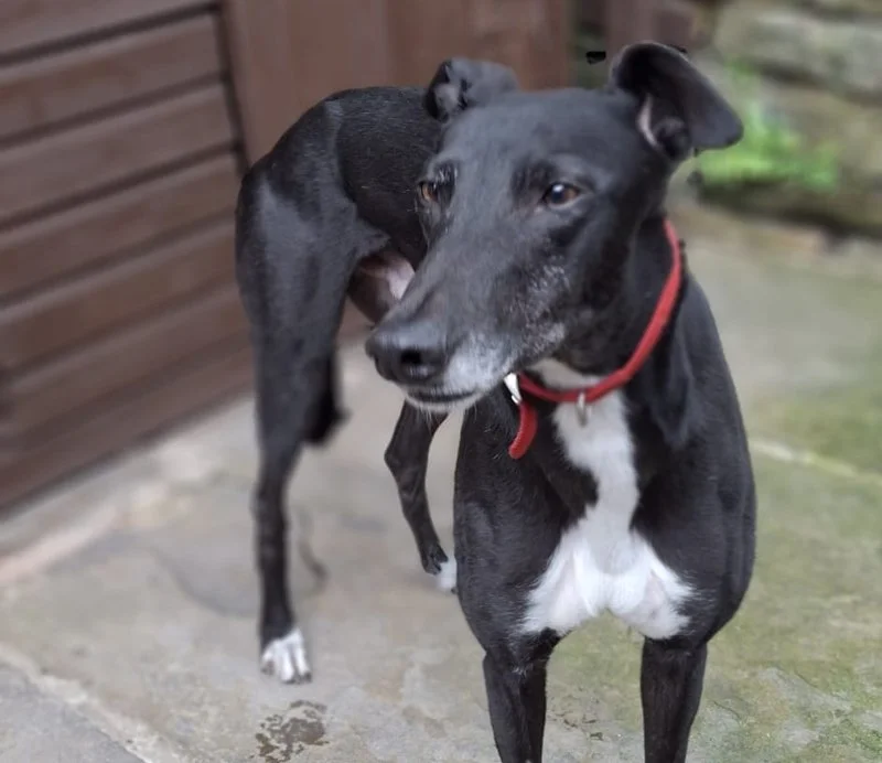 RESERVED . . . FREDDIE (Kilwest Freddie) was born in April 2023, weighs 36kg, is neutered, inoculated, microchipped, and travels well in a car.  We've been told he's clean in the house, quiet, obedient, very gentle and loving, ignores other breeds of