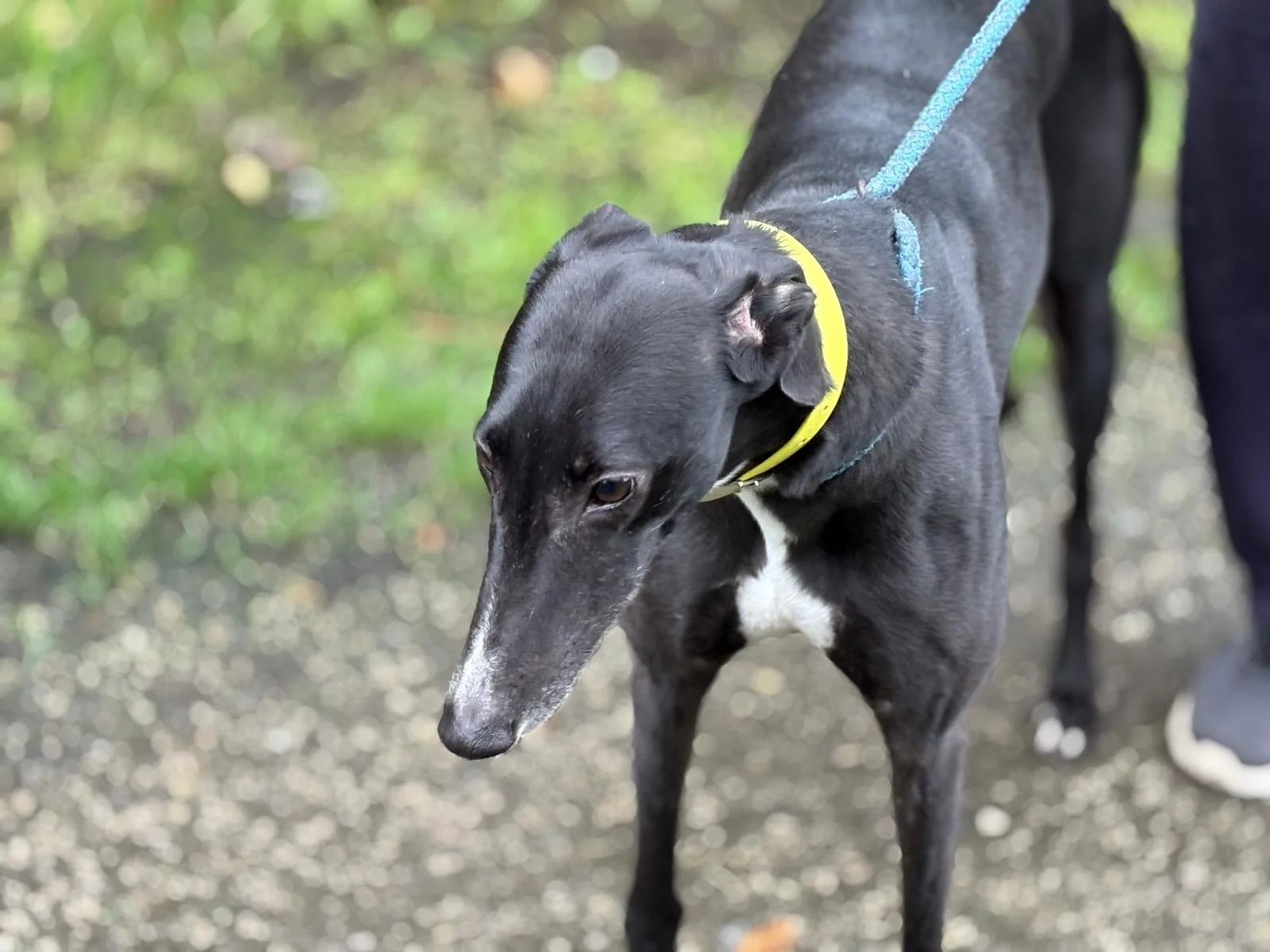 MARY (Ridgemount Mary) was born on the 15th September 2021, and is a lovely sweet girl.  She's house trained, spayed, inoculated, microchipped, loves cuddles and will cling to you.  Super with children, and from what we've seen she's okay with other 