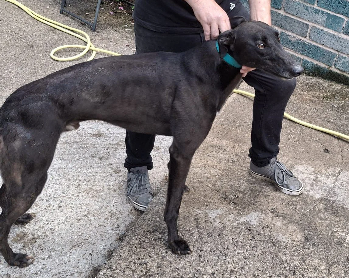 ARRIVING SOON . . . PABLO (Saleen Pablo) is a black male who was born in June 2022, is neutered, inoculated, and microchipped. We've been told he has a lovely temperament and travels well in a car.