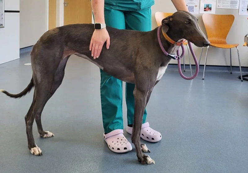 LEXIE (Ada Leckie Run) is a lovely blue female who is house trained, spayed, inoculated and microchipped. 