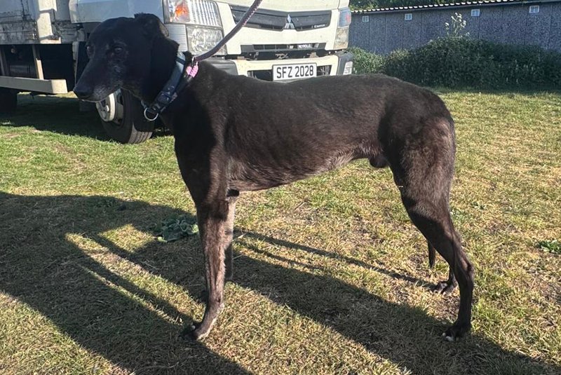 ARRIVING SOON . . . LUCKY (Fingers Crossed) is a male greyhound born September 2020.  